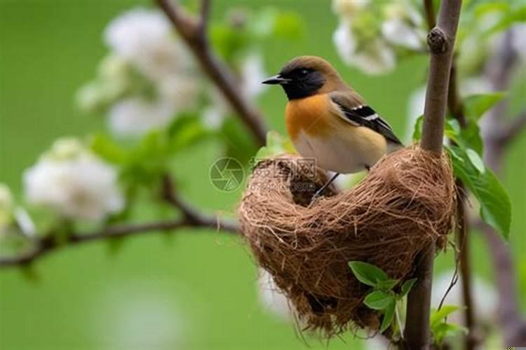 梦见屋里有一窝可爱的小鸟