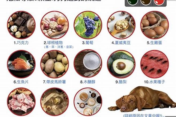 猪能不能吃苹果