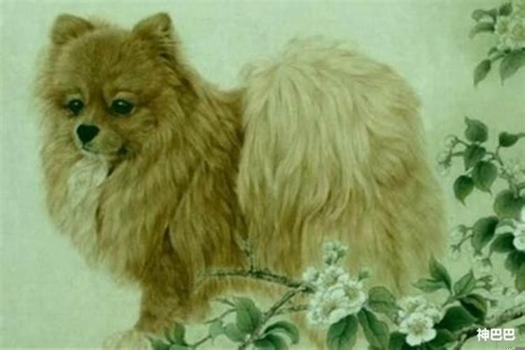 2020年属狗的人应该佩戴什么