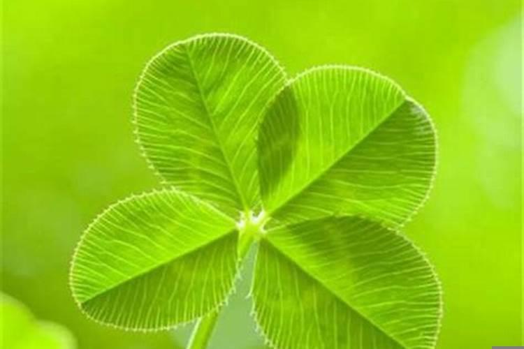 什么植物能带走厄运之气