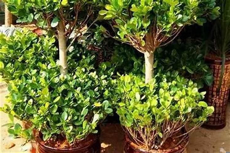 家院子里栽什么花树旺人旺财