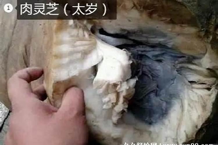 太岁国际市场价