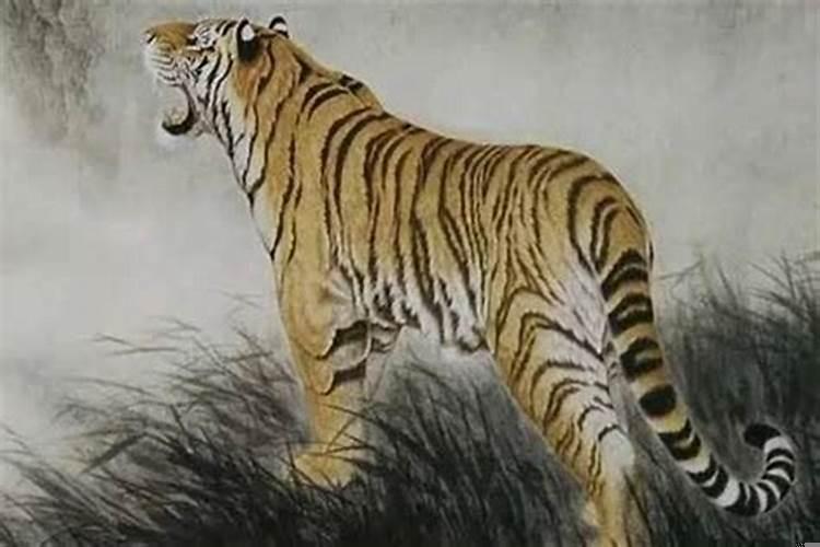 属虎女人的命运怎么样