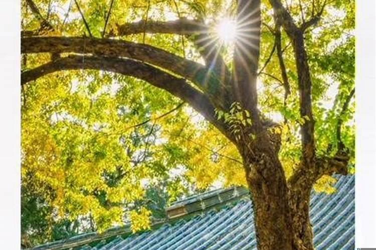 离婚后我想复婚