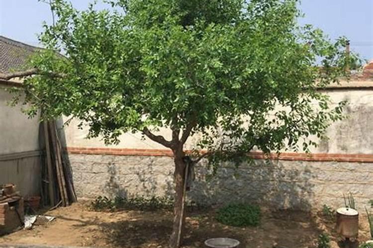 厂房栽什么树旺财