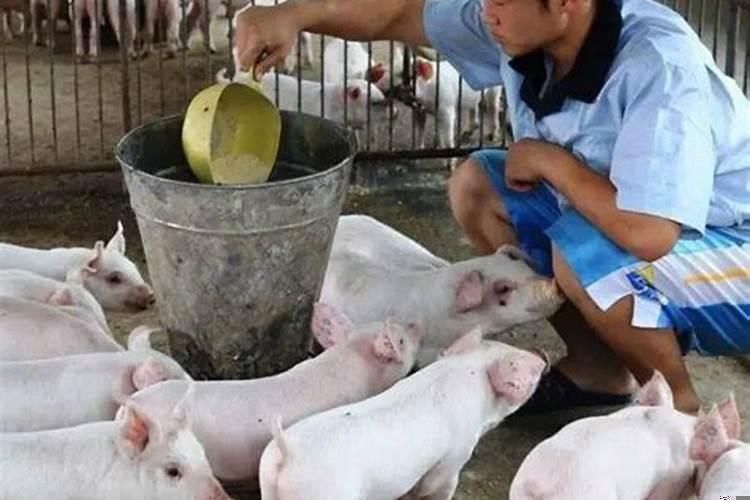 猪能不能吃苹果