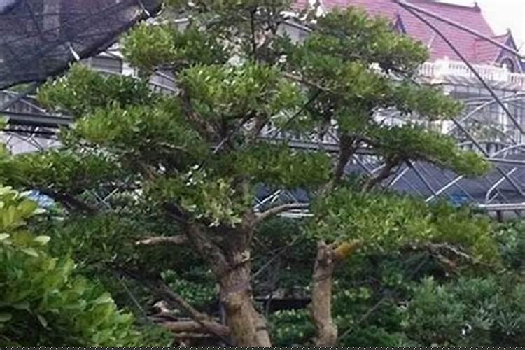 院里种什么树旺财