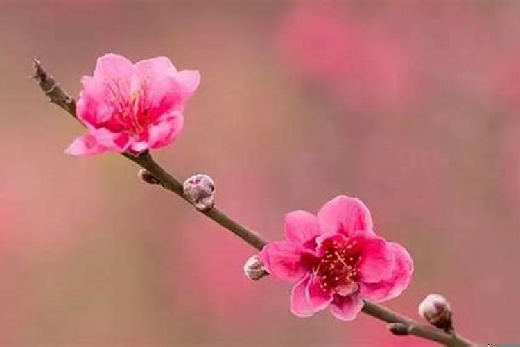 金牛座2025年爱情运