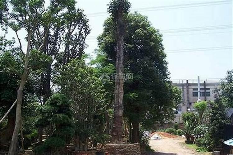 厂房栽什么树旺财