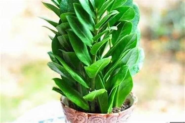 12生肖的吉祥植物