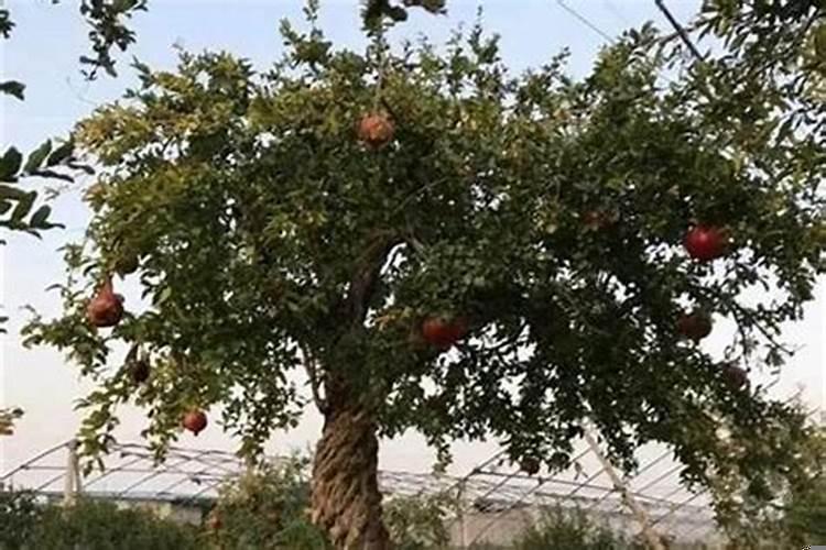 家院子里栽什么花树旺人旺财