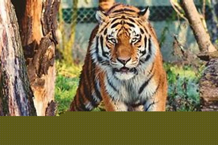 属虎的人命运不好吗