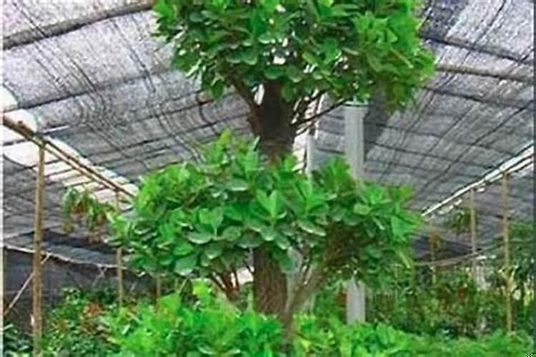 农村门口栽什么树镇宅旺财