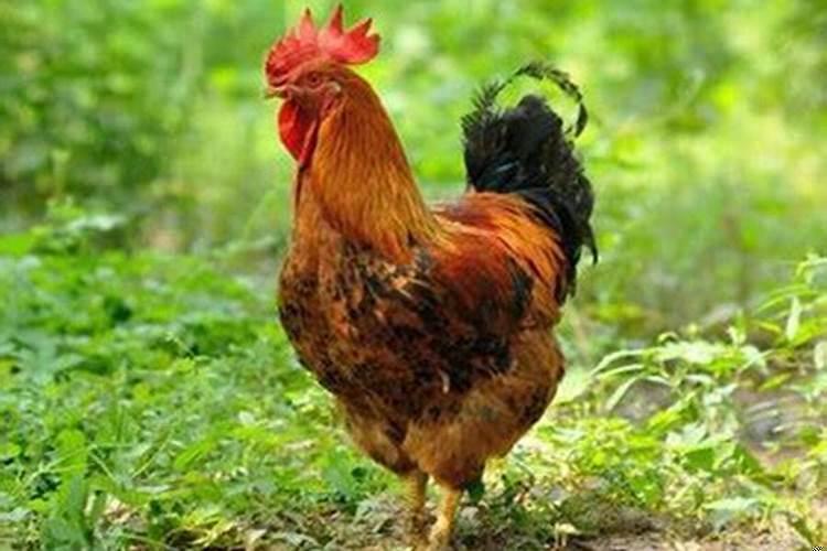 梦到了公鸡是什么意思