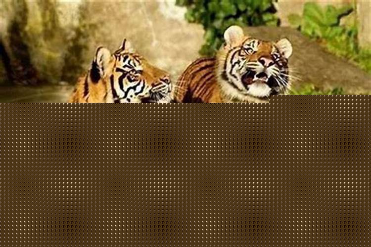 一个家庭中三个属虎的好吗