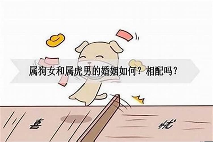 狗跟虎属相在一起好不好