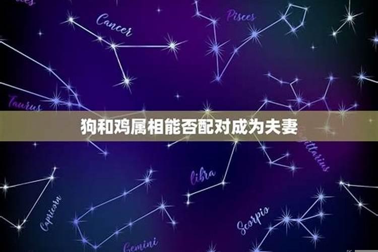 狗跟虎属相在一起好不好