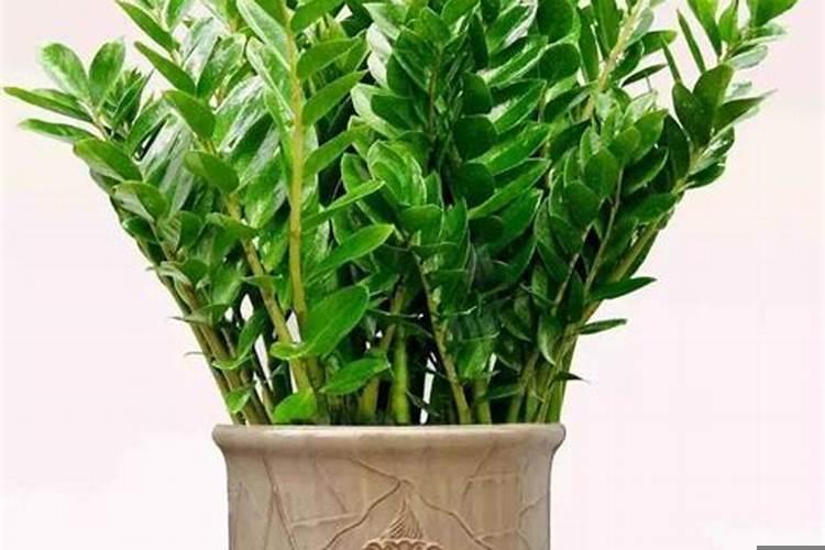 适合放在家中旺财的花