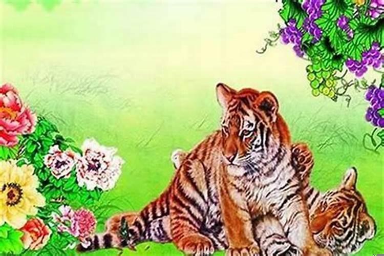 属虎的人命运不好吗