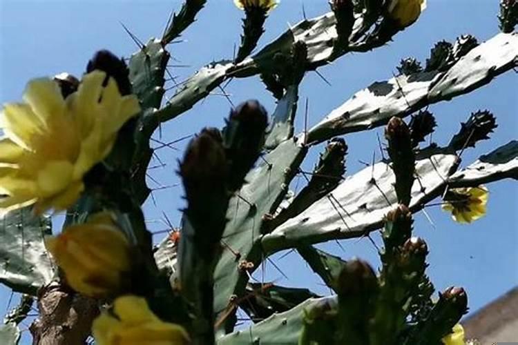 梦见什么有好运