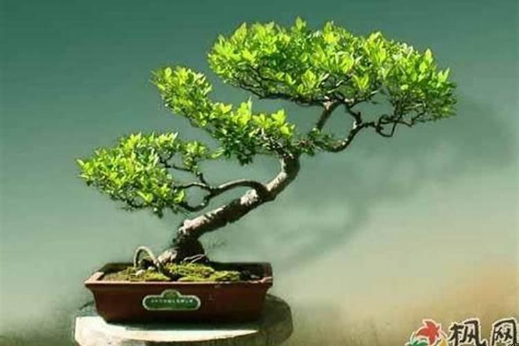 客厅要怎样摆设风水才会好