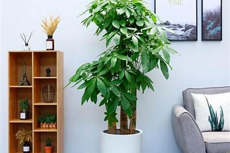 屋子里放什么植物招财