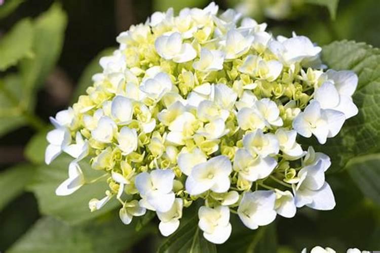 喜欢旧爱的星座女