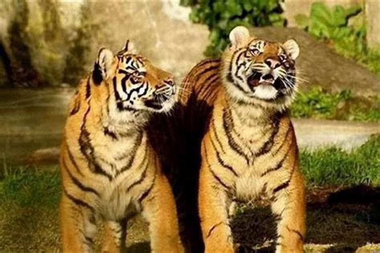 一个家庭中三个属虎的好吗