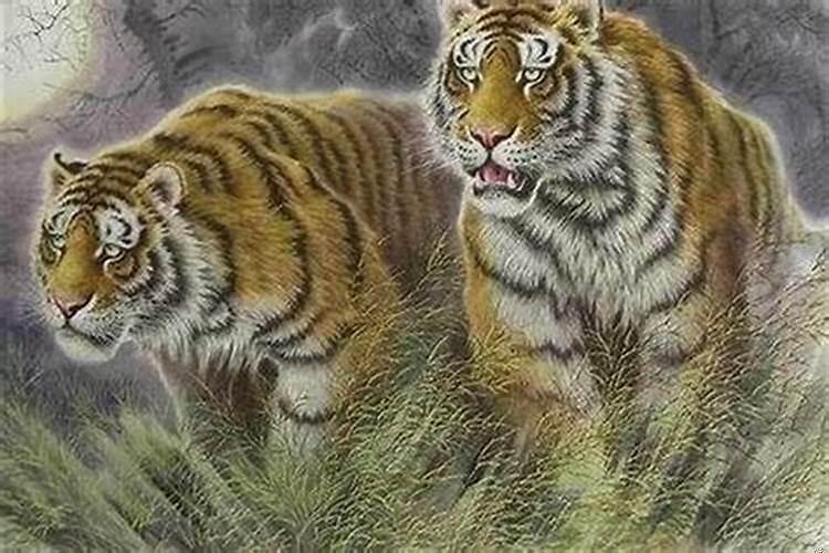 女属虎今年婚姻运气