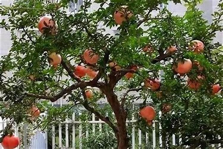 家院子里栽什么花树旺人旺财