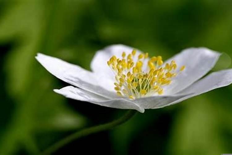 良辰吉日已定后面是什么