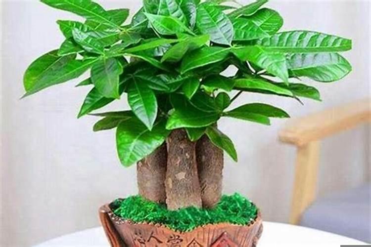 金钱树和发财树哪个招财多