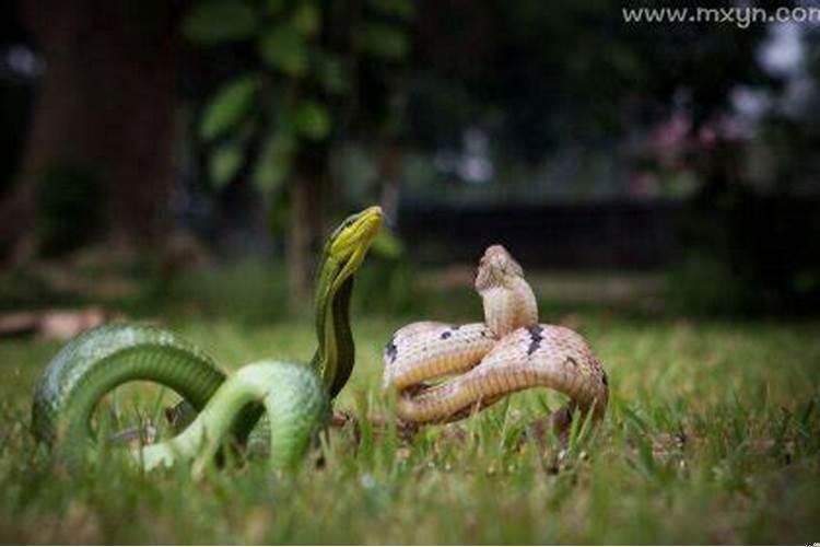 梦到好多条蛇预示着什么女人