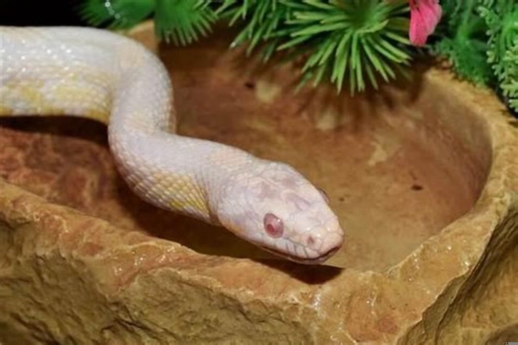 梦到一条灰色的大蟒蛇