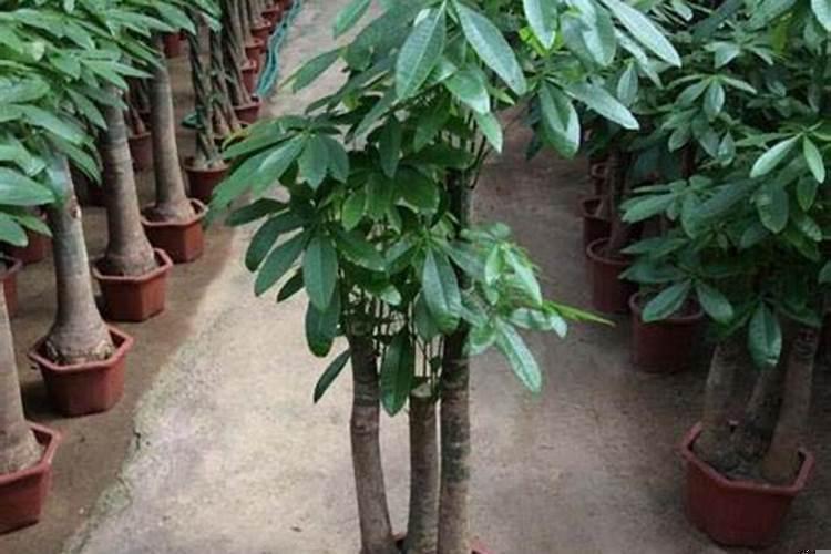 金钱树和发财树哪个招财多