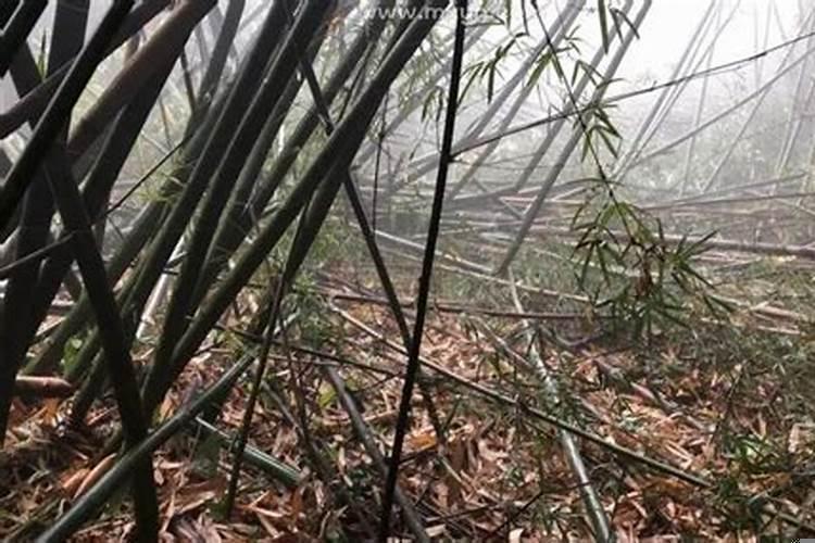 女人梦见砍竹子什么意思