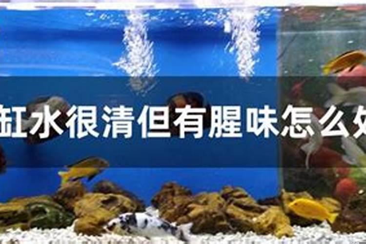 鱼缸水清但不透