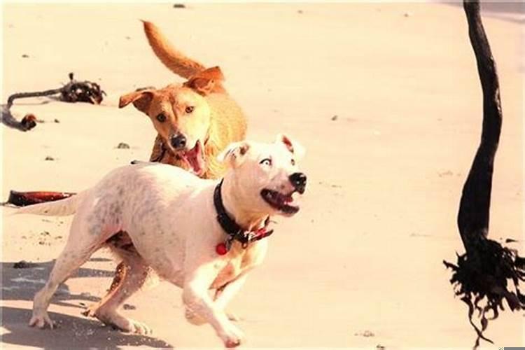 梦见抓住了蛇但被蛇咬了一口