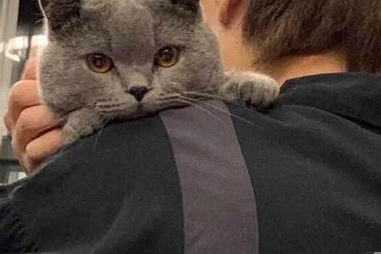 巨蟹喜欢什么样的星座