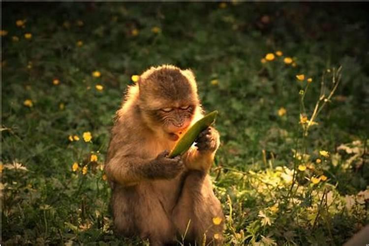梦到火葬场好不好