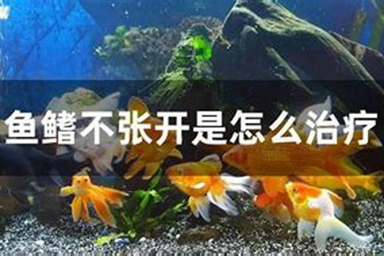 鱼鳍立不起来什么原因