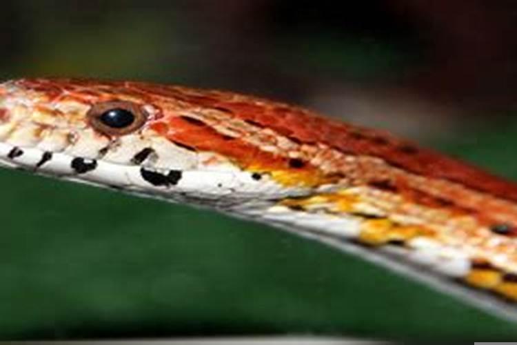 梦见一堆蛇在家里