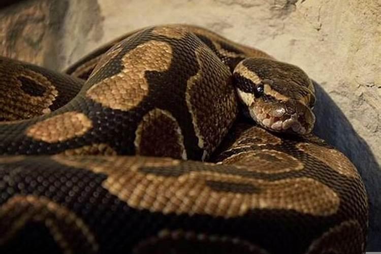 梦到一条灰色的大蟒蛇