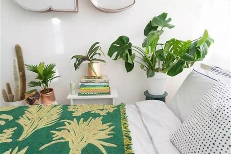 什么绿植适合放在卧室门口卫生间门口