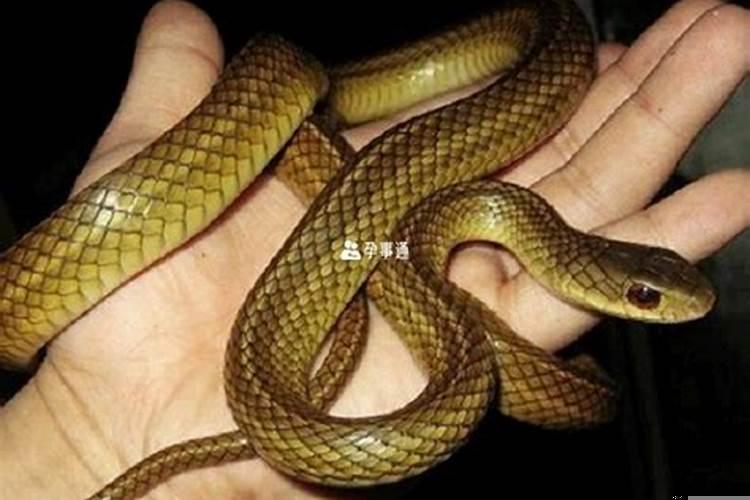 梦见好多蛇大大小小到处是