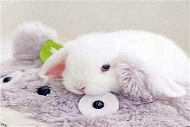 属兔名字里忌讳什么