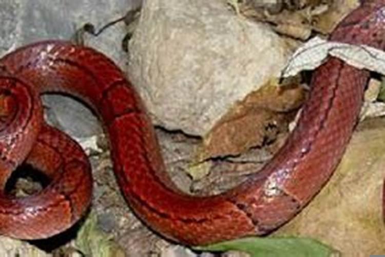 梦见屋里有蛇什么预兆打死了