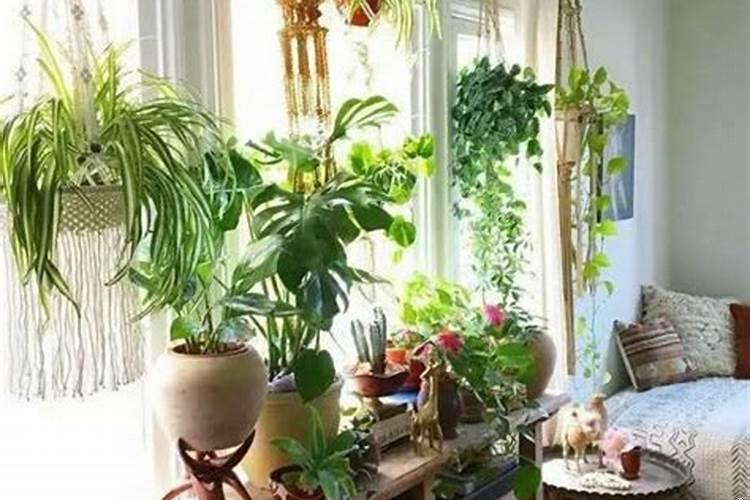 什么绿植适合放在卧室门口卫生间门口