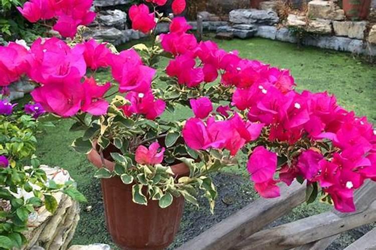 三角梅盆景好养吗