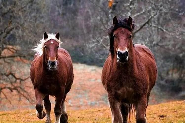 66年属马人的寿命有多长